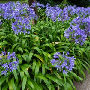 Agapanthus Peter Pan