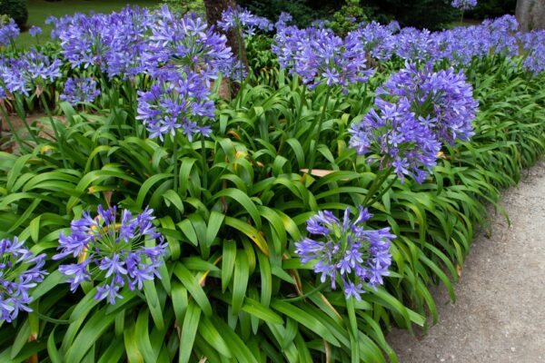 Agapanthus Peter Pan