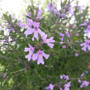 Westringia Jervis Gem