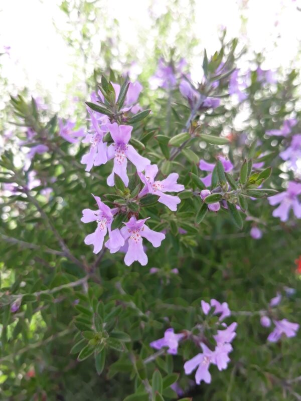 Westringia Jervis Gem