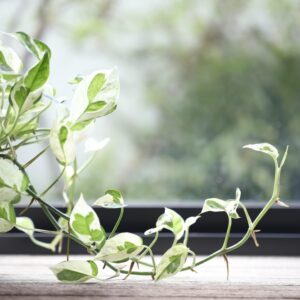 Epipremnum Snow Queen