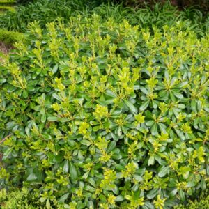 Pittosporum Miss Muffet
