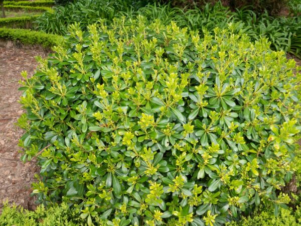 Pittosporum Miss Muffet