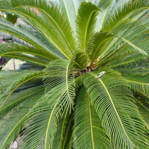 Sago Palm