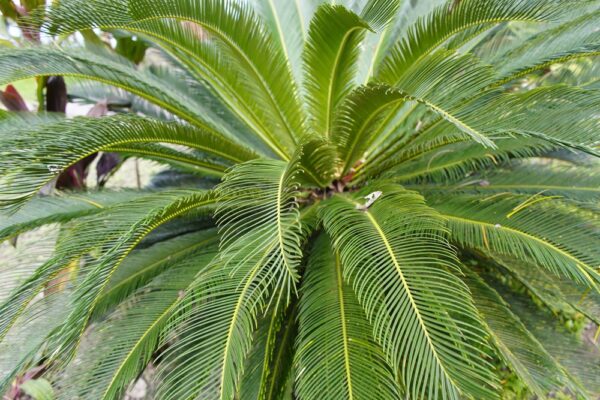 Sago Palm
