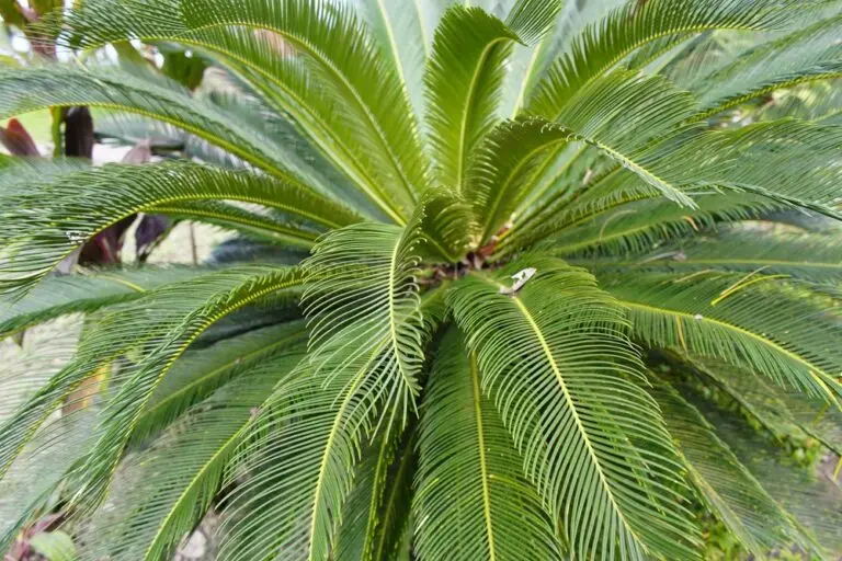 Sago Palm