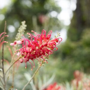 Grevillea Little Robyn