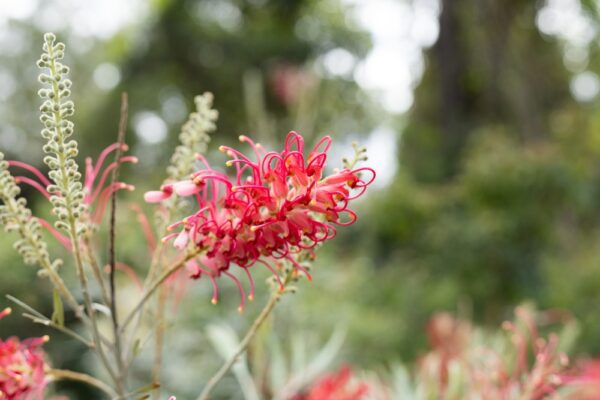 Grevillea Little Robyn