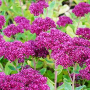 Sedum Thunderhead