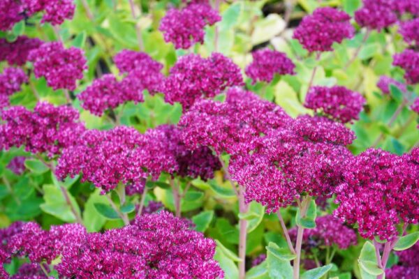 Sedum Thunderhead