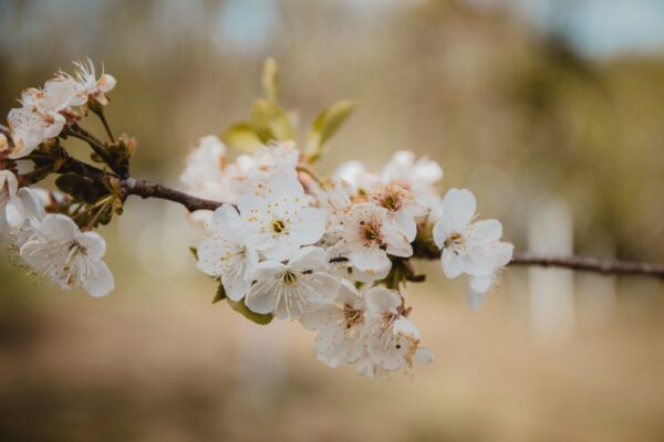 Cleveland Select Ornamental Pear - Image 2