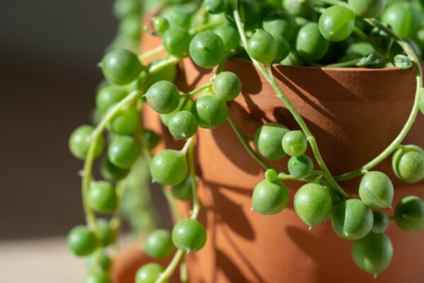 String of Pearls - Image 2