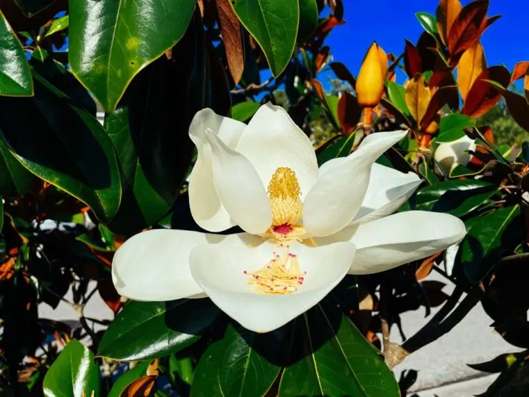 Magnolia Teddy Bear