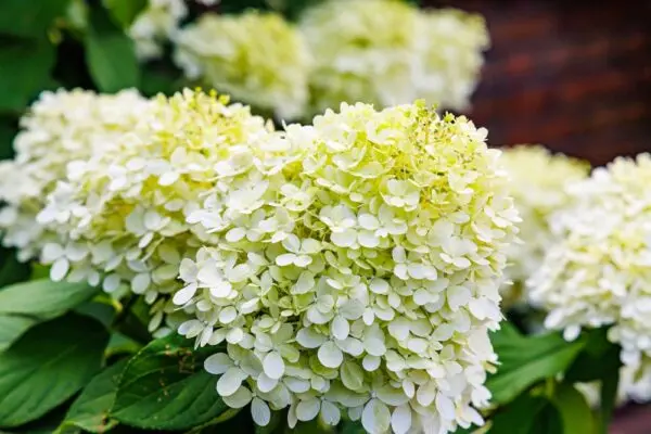 Hydrangea