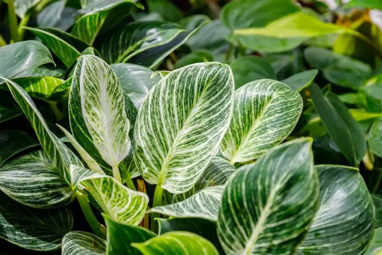 Philodendron Birkin