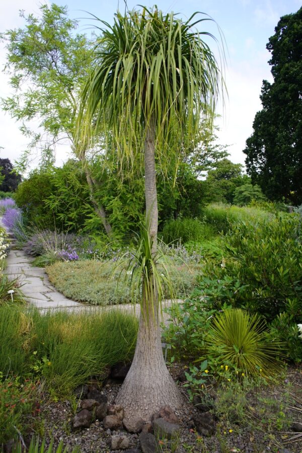 Ponytail Palm - Image 2