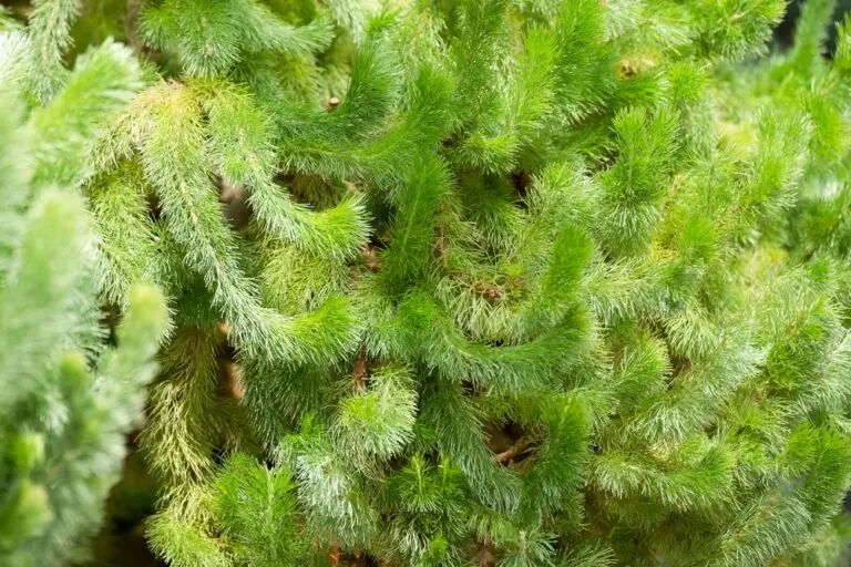 Woolly bush