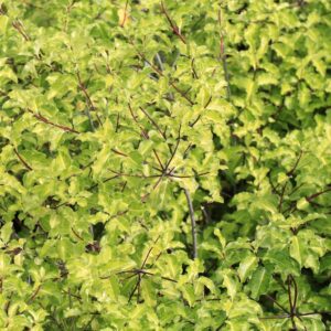 Pittosporum Golden Sheen