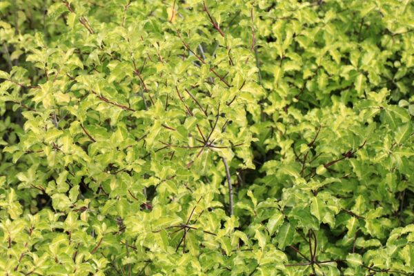 Pittosporum Golden Sheen