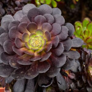 Aeonium Chocolate