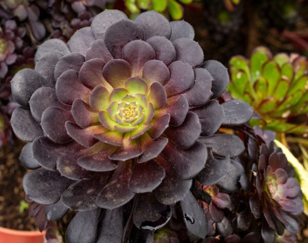 Aeonium Chocolate