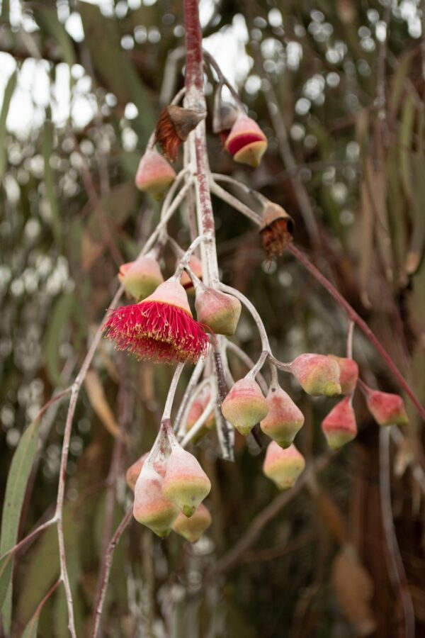 Eucalyptus Euky Dwarf