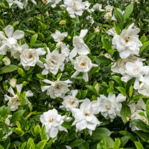 Gardenia Radicans
