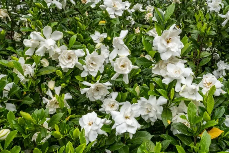 Gardenia Radicans