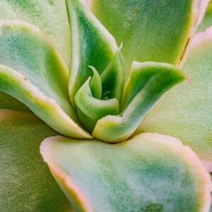 Echeveria Golden Glow