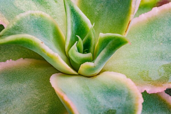 Echeveria Golden Glow