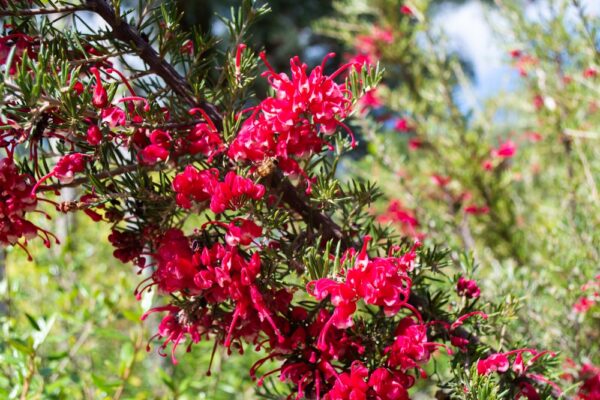 Grevillea Gin Gin Gem