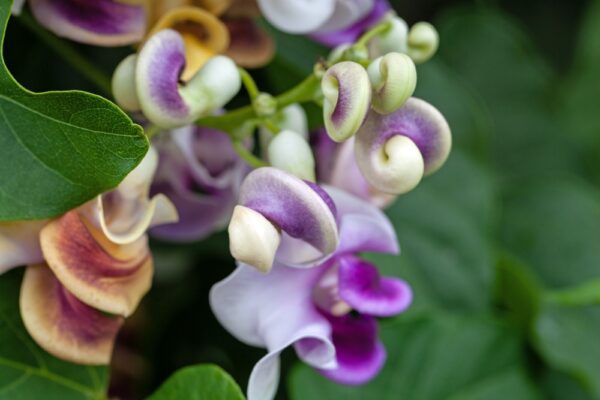 Snail Vine