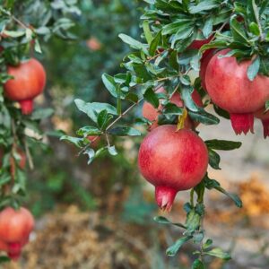 Pomegranate