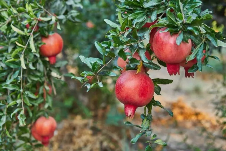 Pomegranate