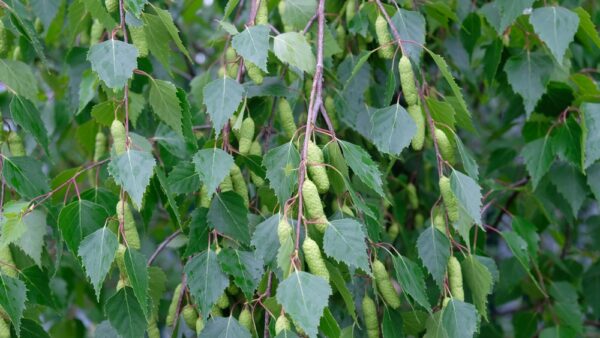 Silver Birch - Image 2