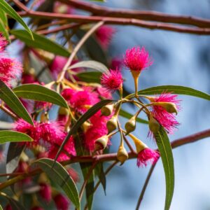 Red Flowering Ironbark
