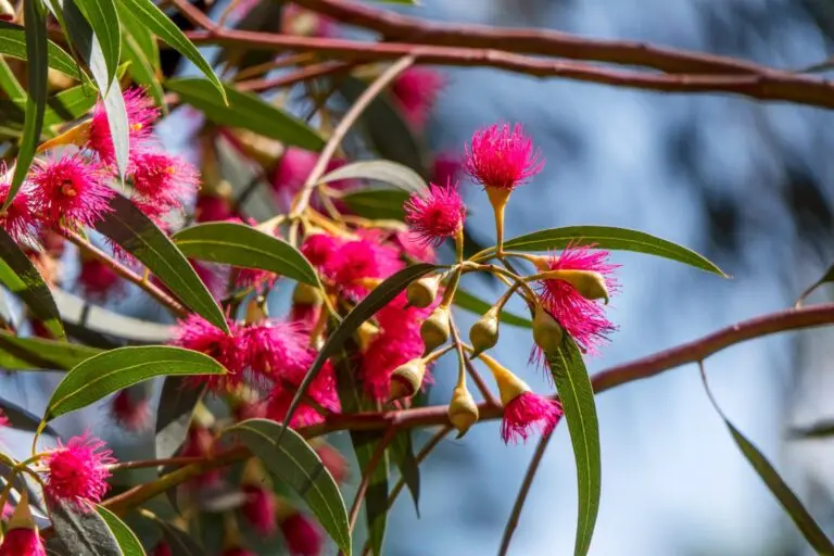 Red Flowering Ironbark