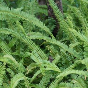 Boston Montana Fern