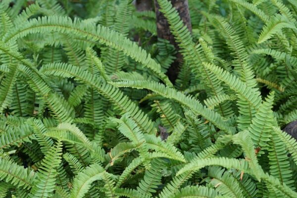 Boston Montana Fern