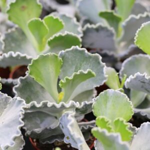 Cotyledon Silver Waves