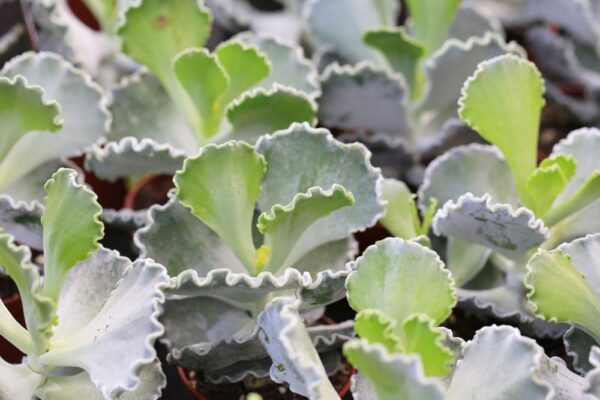 Cotyledon Silver Waves