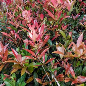 Nandina Colourscape