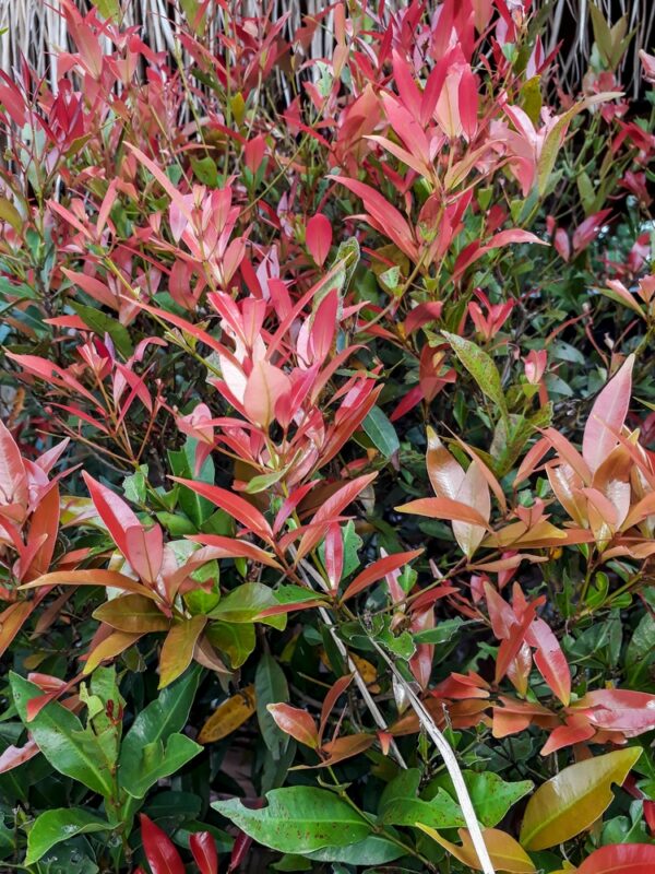 Nandina Colourscape