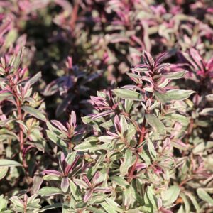 Hebe Annie's Winter Wonder