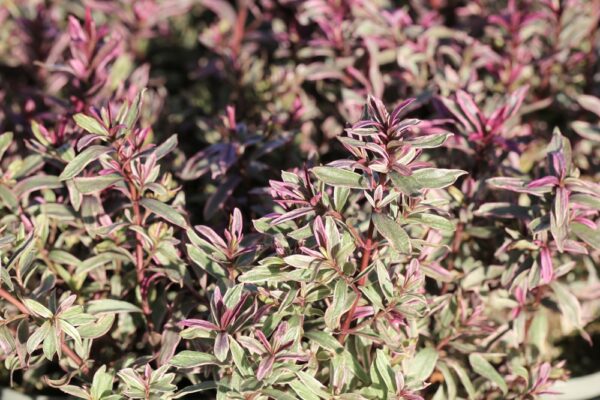 Hebe Annie's Winter Wonder