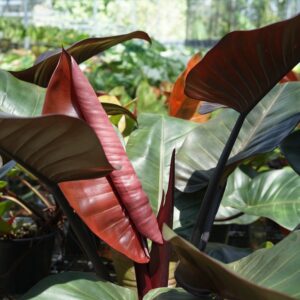 Philodendron Black Cardinal