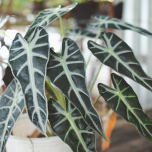 Alocasia Bambino
