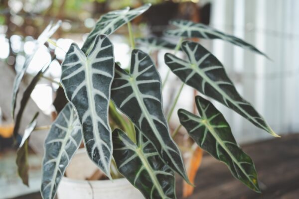 Alocasia Bambino