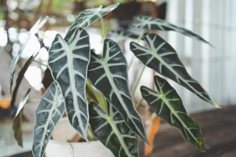 Alocasia Bambino