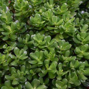 Miniature Jade Plant